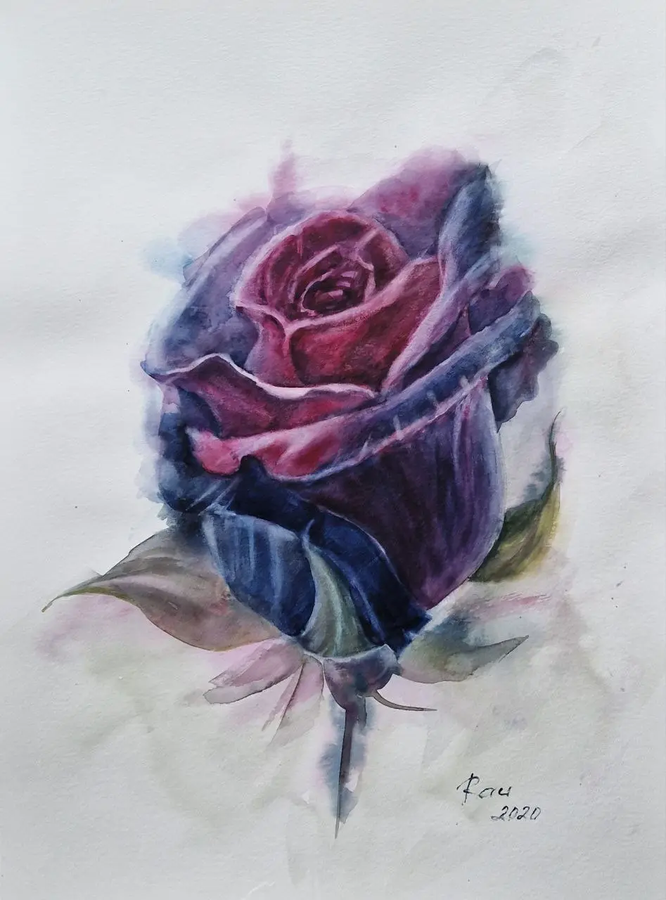 černá růže. akvarel. 30x40